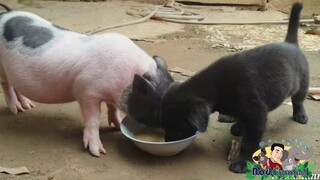 วันแรกที่รับน้องรวยมาเลี้ยงจนถึงทุกวันนี้(น้องรวยหมูแคระกลายเป็นหมูยักษ์)555😂🤣😅