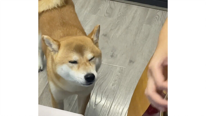 Chú chó muốn hát bài hát của chó