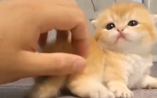 Có giống bạn gái của bạn không