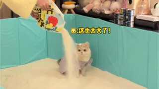 🐱: Mom, we really can't pull this much.