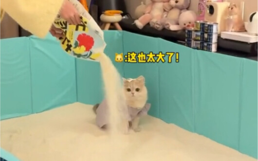 🐱: Mẹ ơi, chúng con thật sự không kéo nổi nhiều như vậy đâu