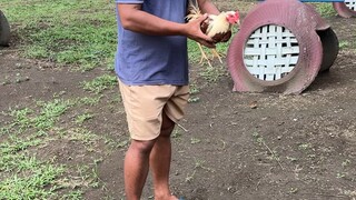 White gold vs super pumkin