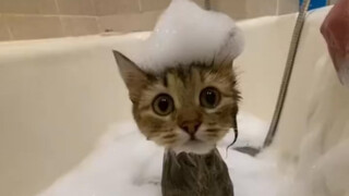 كم يمكن أن يكون القطّ مهذّبًا أثناء الاستحمام؟