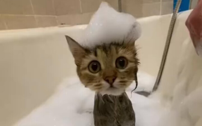 แมวจะน่ารักได้ขนาดไหนขณะอาบน้ำ