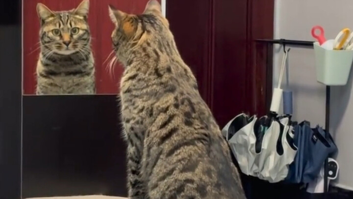 ในหนึ่งนาทีมันส่องกระจกถึงสี่ครั้ง ใครเข้าใจบ้าง?