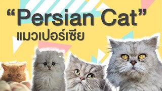 EP 2 : ประวัติ ที่มา ลักษณะนิสัย แมวเปอร์เซีย Persian Cat