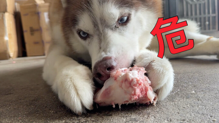 The husky guards its bone—three slaps and it’s instantly cured!