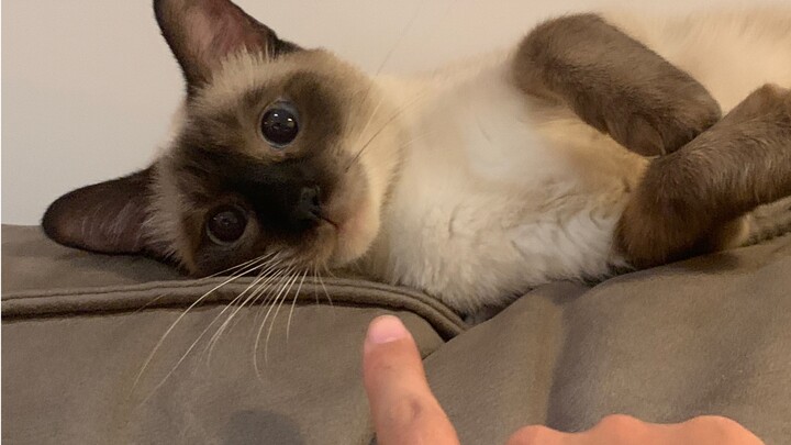 Meow, woof woof woof woof woof!