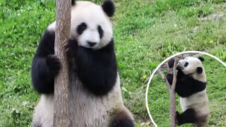 Gấu Trúc Mập Không Để Bạn Phí Tiền Mua Vé Vào Cửa