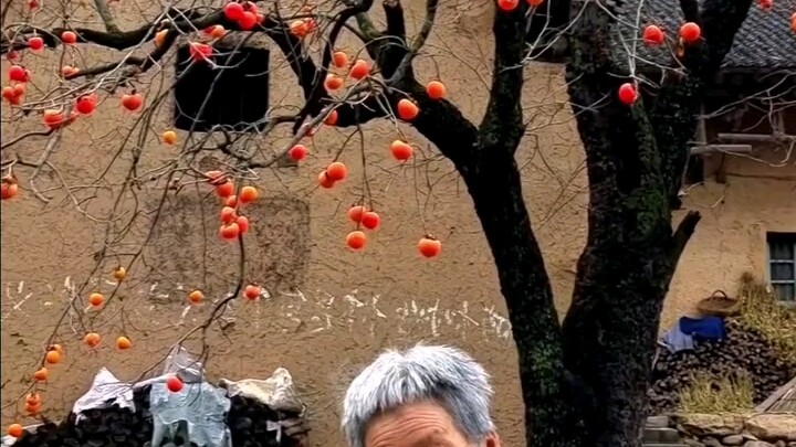 An elderly man has lived alongside his persimmon tree for 80 years. From afar, it looks like a pictu