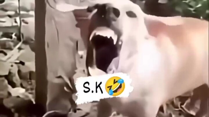 funny short 🤣😂😂🤣