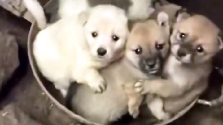 جرو الحليب الصغير المسكين يُصطاد دفعة واحدة!