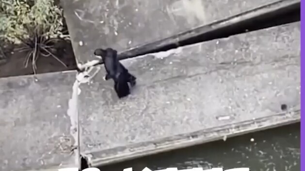 amazing diving compilation