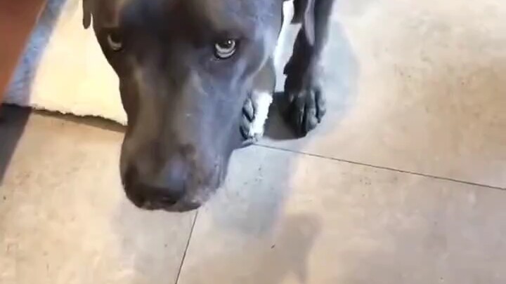 A pet owner from overseas shared that their dog often watches them heat up food in the microwave and