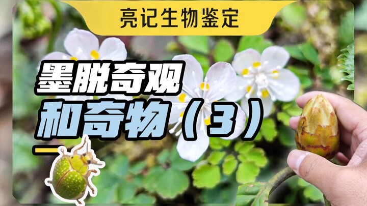 上半年在墨脱见到的一部分奇观和奇特物体（3）