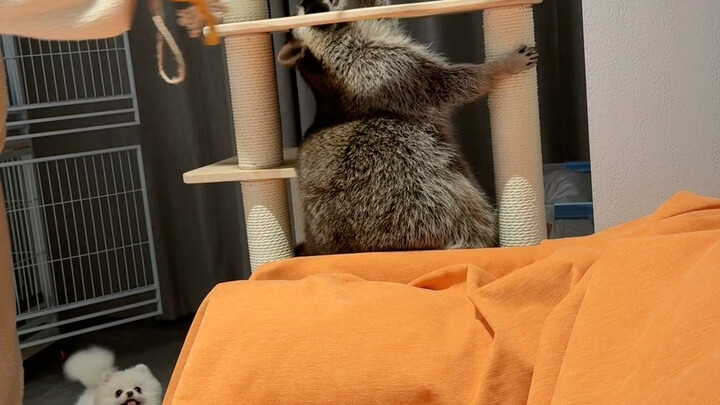 أونيتشان، هيا نلعب لعبة ضرب اليرابيع اليوم! #الراكون_الصغير #الراكون_الصغير_مزاجي_الجبار_في_كلِّ شيء