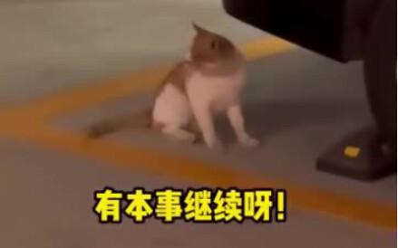 Cat: This girl talks so much!