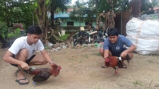 Kunti nalang at puhonan nalang kulang #Batangsabongero