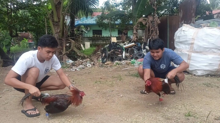 Kunti nalang at puhonan nalang kulang #Batangsabongero