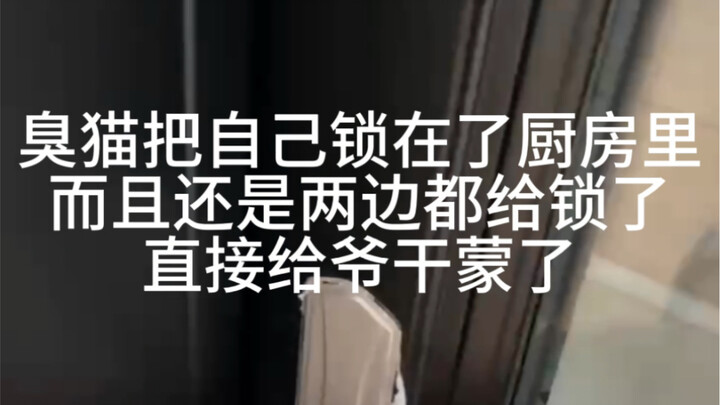 Being a cat doesn’t have to mean being that smart.