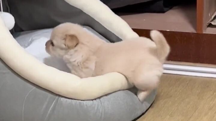 น้องหมาตัวเล็กง่วงแล้วปีนกลับไปนอนในรังของตัวเอง น่ารักจนใจจะขาด!