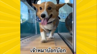 สัตว์เลี้ยงเพื่อนขนปุย : เจ้าหมาบ๊อกบ๊อก