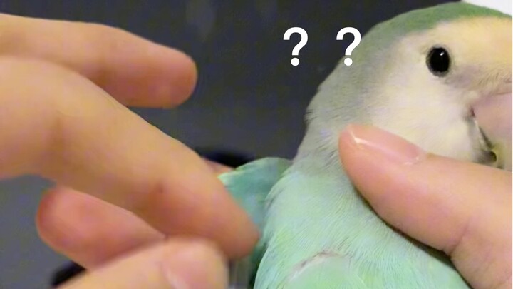 Đố ai chưa từng sờ vào nách con gà con!