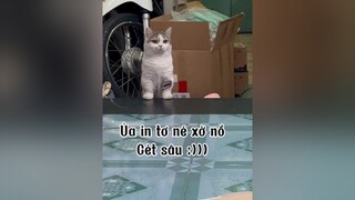 Nghĩ mà buồn lắm. cat mèo