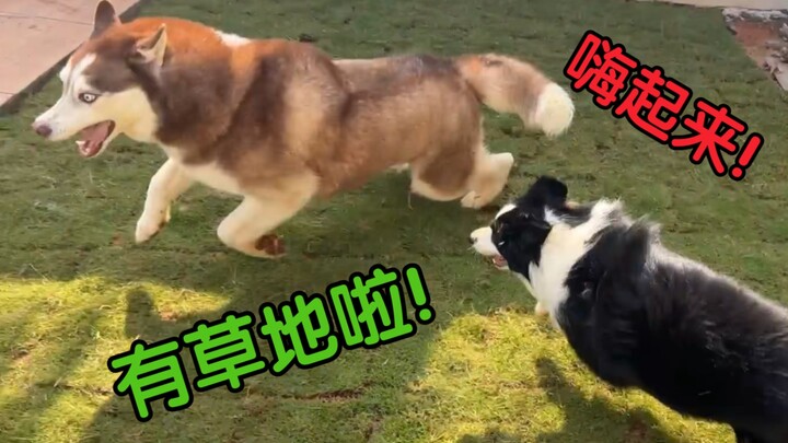 After two months and spending over 20,000 yuan, the yard I built for my dog is finally finished!