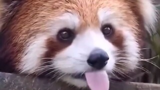 Cutness is overflowing!