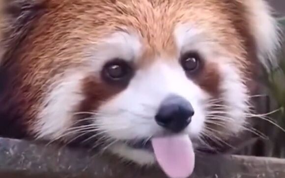 Cutness is overflowing!