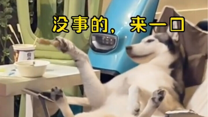 这二哈有女生他是真照顾啊