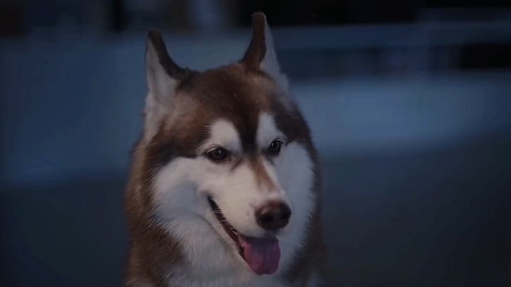 ฉันแม้จะเป็นหมา แต่แกนี่มันหมาจริงๆ นะ!!!