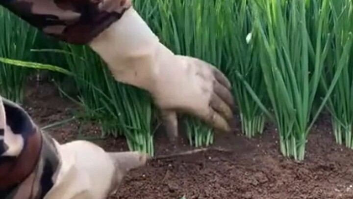 This entire article is written using personification!