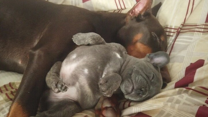 【Buldog Prancis dan Doberman】Doberman merawat buldog Prancis, setiap hari menidurkannya dengan penuh