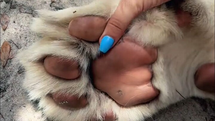 Tak sengaja bertemu kucing kecil yang pingsan, mencoba membawanya pulang~