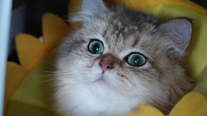 Mochi mèo vàng bị cạo trọc, bố mẹ đưa con bé ra ngoài hàn gắn tình cảm — Mochi: “Đánh lừa mèo kiểu n