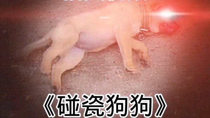 "The best actor in the dog world"