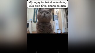 Nuôi được đứa con khôn mát lòng thật mèo cute foryou