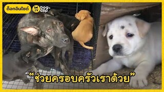 ช่วยครอบครัวน้องหมาจรจัดหลังพายุไต้ฝุ่นกระหน่ำ | Dog's Clip