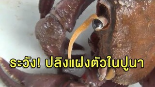 ขนลุก! ลูกปลิง-ปรสิตยั้วเยี้ยเกาะตัวปูนา เตือนทำให้สุกก่อนรับประทาน