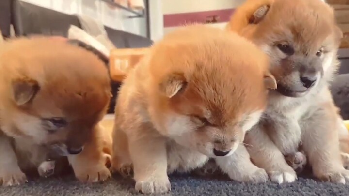 ชิบะสามพี่น้องโดนทำโทษยืนเรียงแถว ไม่ทันไรก็ง่วงซะแล้ว