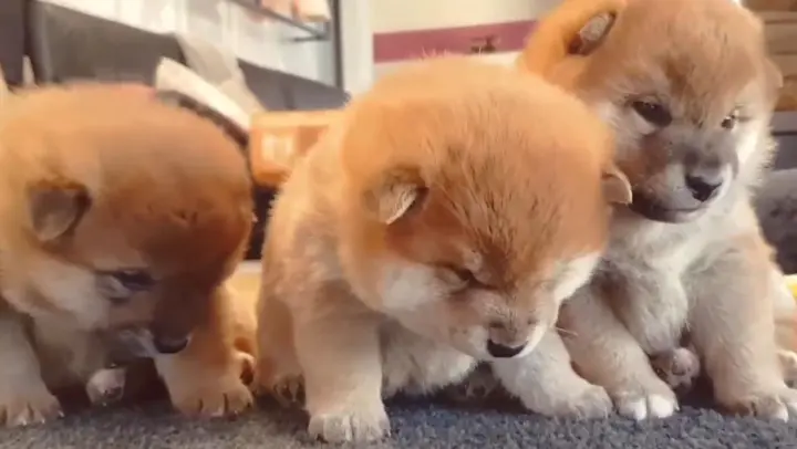 [Pets] Shiba Brothers Standing Side By Side Before Falling Asleep