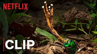 Our Planet | Fungus | Clip | Netflix