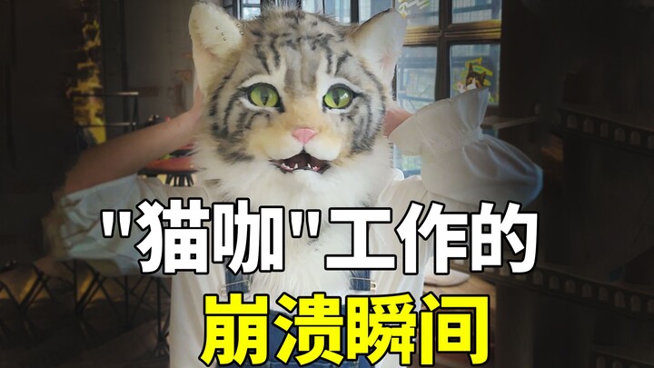 Momen ambruk yang dialami di "kafe kucing" kucing liar 😫