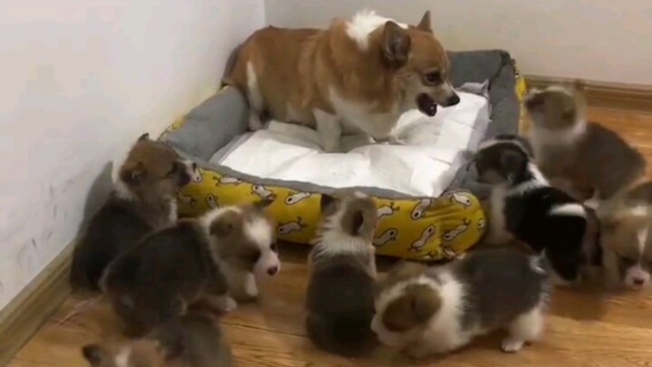 Dog Mom: All you know is eat, eat, eat! Get lost!