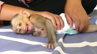 Small Monkey Baby Maku Shout Cry When Mom Change New Diaper for Him After Take a Bath