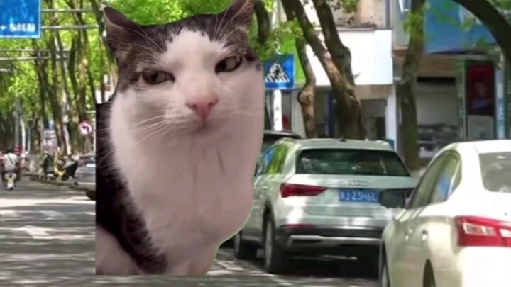 مسرح ميم القطط