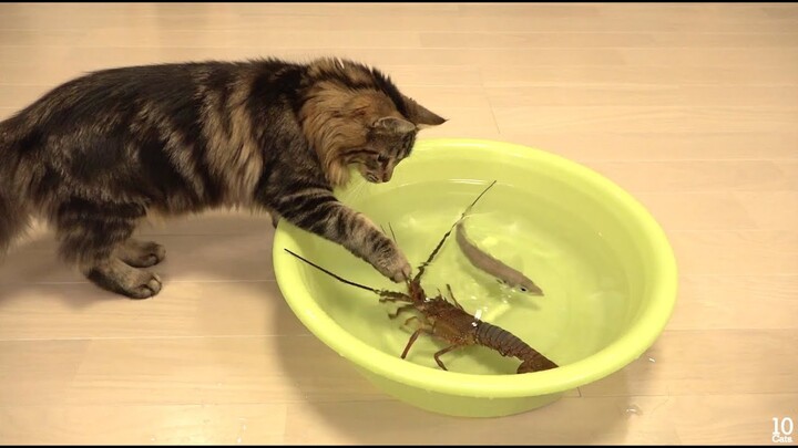 Japanese spiny lobster vs Cat  猫vs伊勢海老