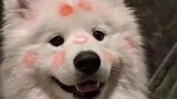 [Samoyed/Steamed Buns] I’m afraid you were a human in your last life
